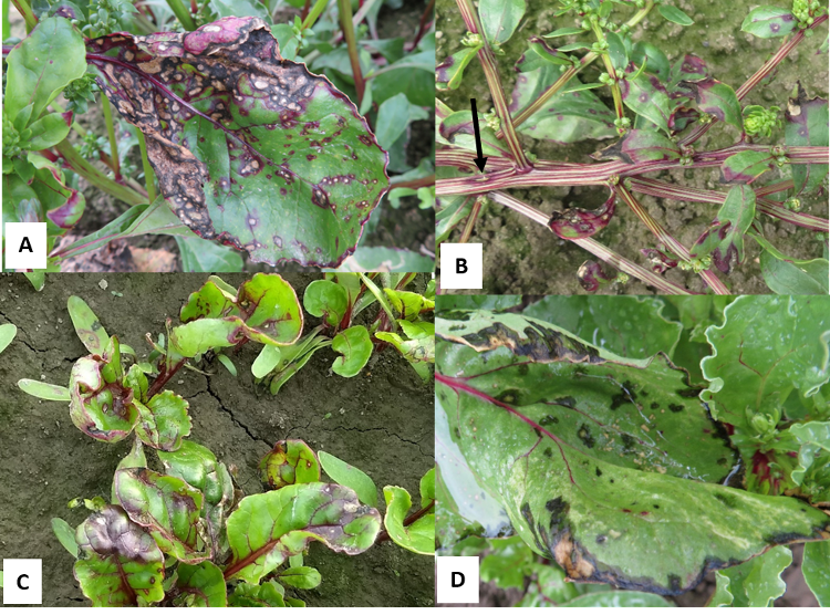 Bacterial leaf spot caused by Pseudomonas syringae in red beet seed crops