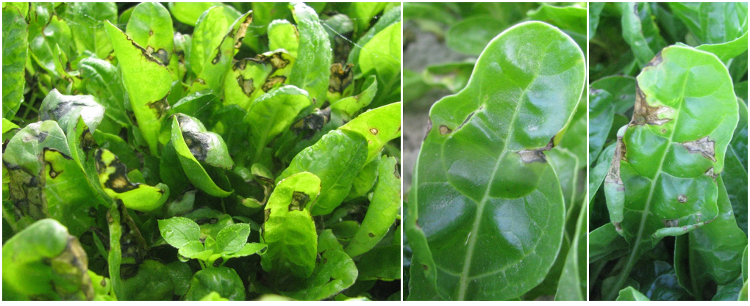 Bacterial leaf spot in baby leaf Swiss chard crops