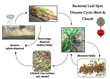 Bacterial Leaf Spot Disease Cycle (Beat & Chard)