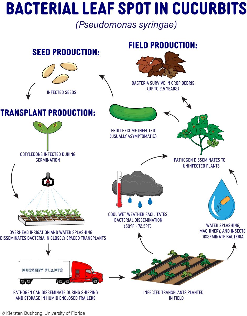 Figure 1. Generalized disease cycle for Pseudomonas syringae on cucurbits.