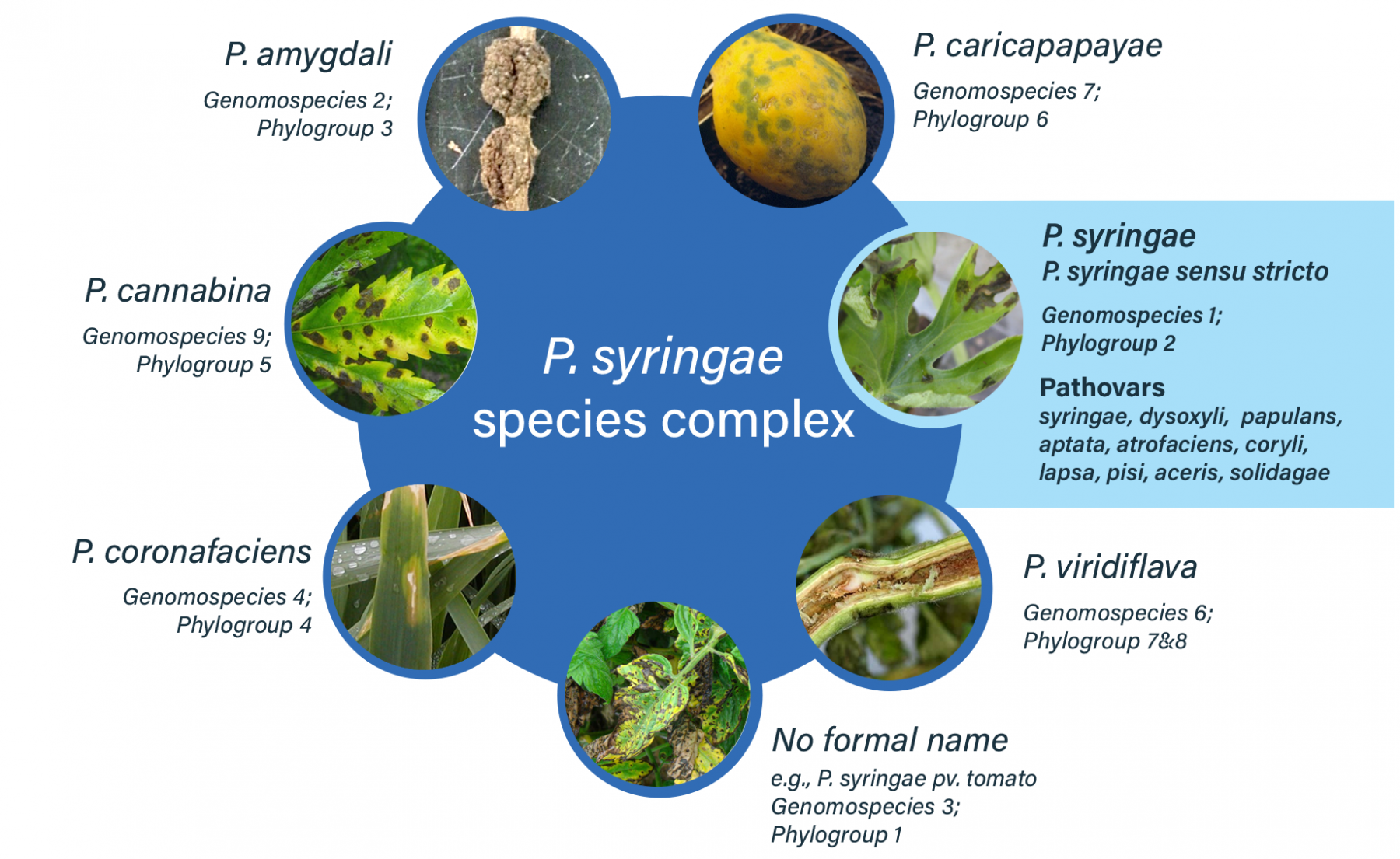 The Pseudomonas syringae species complex. Cucurbit pathogens belong to P. syringae sensu stricto, which we refer to as P. syringae.